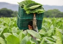 nicaragua, sector agropecuario, politica, desarrollo, resultados
