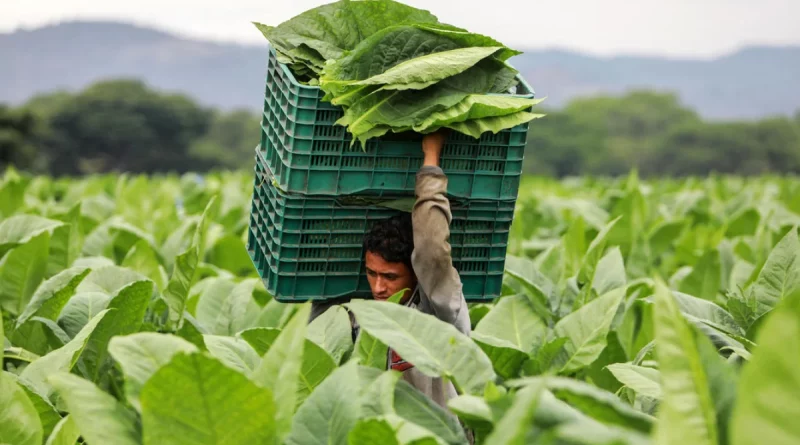 nicaragua, sector agropecuario, politica, desarrollo, resultados