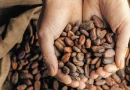 nicaragua, cultivo de cacao, nicaragua, producción, cacao,