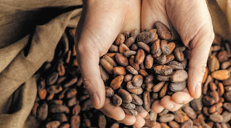 nicaragua, cultivo de cacao, nicaragua, producción, cacao,