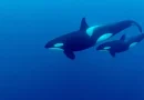 orca, bebé, pequeña, pide, ayuda, desesperadamente, pescadores, salvar, madre, atrapada,
