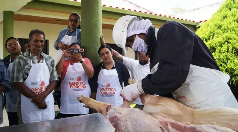 productores, inta, cerdo, capacitación, cortes, chontales