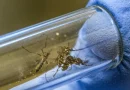 moscú, estado unidos, insectos, ébola