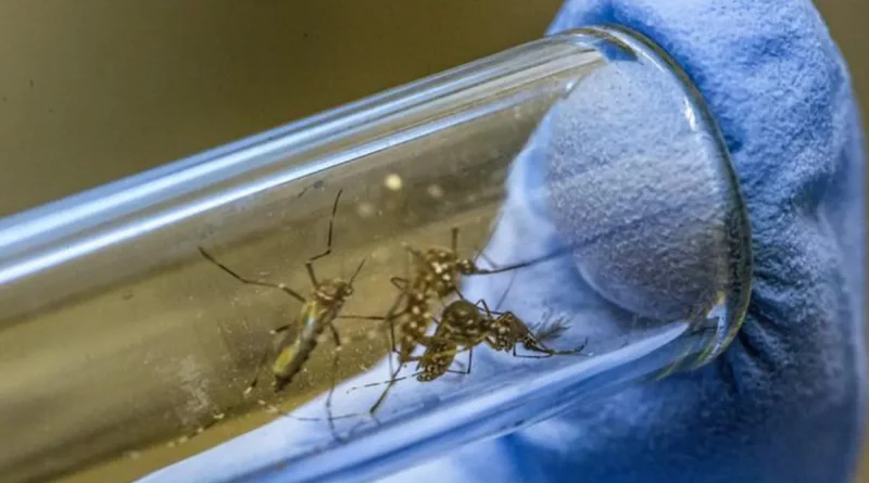 moscú, estado unidos, insectos, ébola