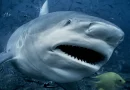 tiburon, florida, estados unidos, pescador, parque nacional, muerde, ataca, animal