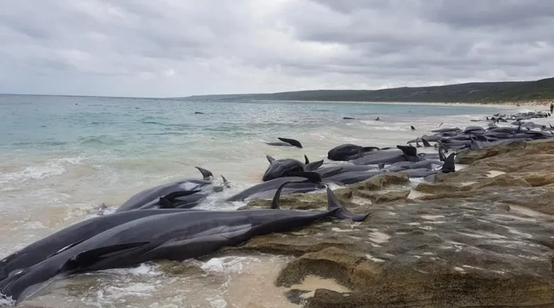 ballenas, pilotos, australia, baradas, muertas, cambio climatico