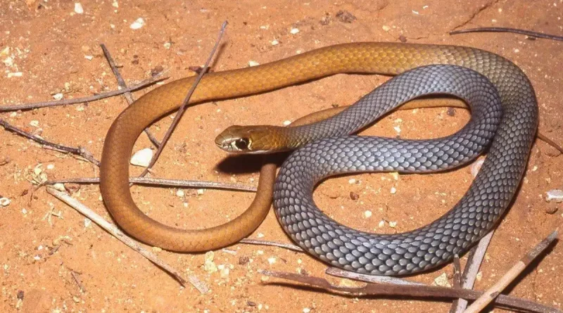 nueva, especie, serpiente, látigo, desierto, venenosa, Australia, investigadores, descubren, reptil, animal, descubrimiento,