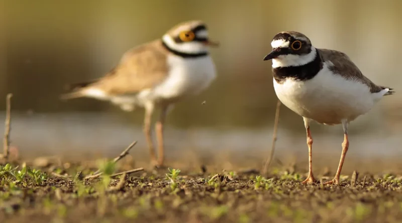 aves, china, Alemania, infieles, promiscuidad, descubrimiento, aves