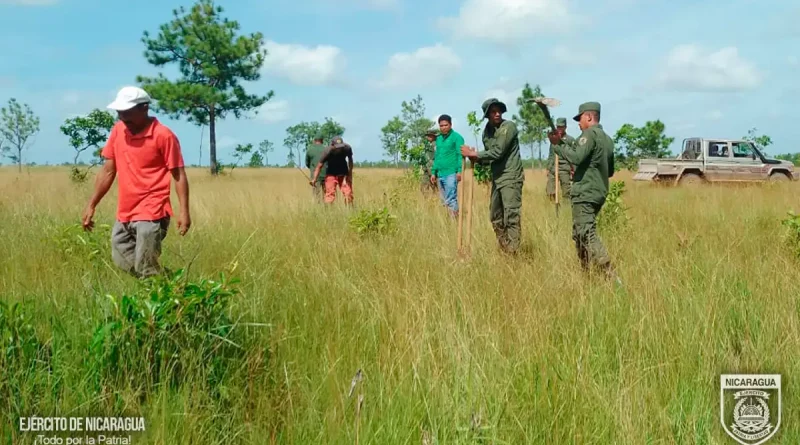 ejercito de nicaragua, marena, jornada de reforestacion ambiental, nicaragua