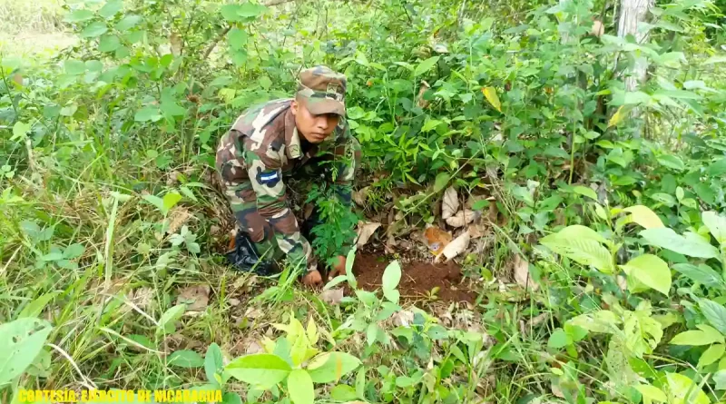 ejercito de nicaragua, jornada de reforestacion, san carlos, rio san juan, nicaragua, siembra de arboles,