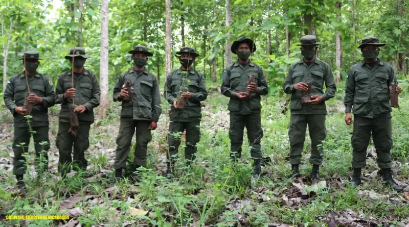 ejercito de nicaragua, siuna, reforestacion, costa caribe sur, ejercito, nicaragua