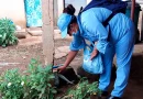 minsa, abatización, Managua, distrito 1