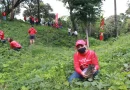 claro, reforestación, Nicaragua, recicla, reforesta, salva lo bonito, claro