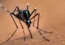 minsa, managua, nicaragua, mosquito, dengue, mosquitos, infeccion, minsa, salud,