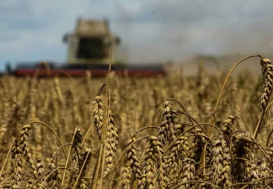 ucrania, guerra del grano, opinion