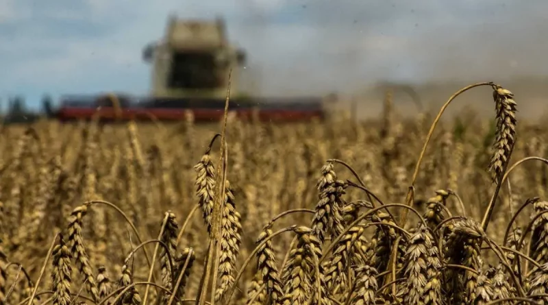 ucrania, guerra del grano, opinion