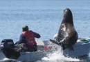 lobo marino, turistas, mar, video, internacional