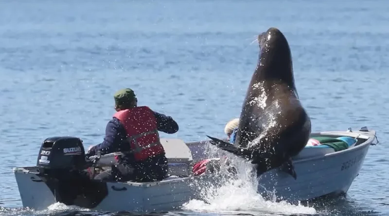 lobo marino, turistas, mar, video, internacional