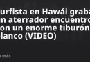 hawai, estados unidos, mar, surfista, deporte, tiburon tigre
