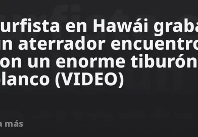 hawai, estados unidos, mar, surfista, deporte, tiburon tigre