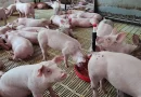 aganorsa, empresa porcina, crianza de cerdos, nicaragua, economia de nicaragua, carne de cerdo,