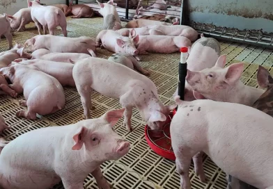 aganorsa, empresa porcina, crianza de cerdos, nicaragua, economia de nicaragua, carne de cerdo,