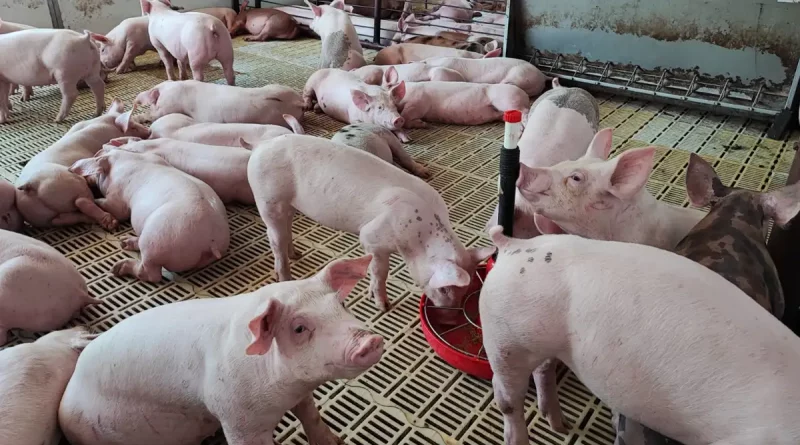 aganorsa, empresa porcina, crianza de cerdos, nicaragua, economia de nicaragua, carne de cerdo,