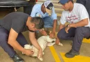 minsa, salud, vacunacion, managua, nicaragua, jornada de vacunacion, nicaragua, Managua, jornada de vacunación, antirrábica, nicaragua,