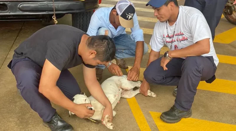 minsa, salud, vacunacion, managua, nicaragua, jornada de vacunacion, nicaragua, Managua, jornada de vacunación, antirrábica, nicaragua,