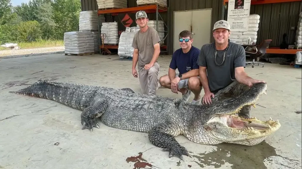 caimán, reptil, cazadores, Misisipi, captura, récord, cómo de película, ciencia ficción, gigantesco, impresionante, viral, 362 kilos,