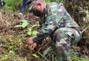 nicaragua, ejercito de Nicaragua, jornada, reforestacion