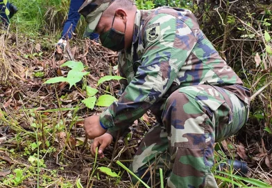 nicaragua, ejercito de Nicaragua, jornada, reforestacion