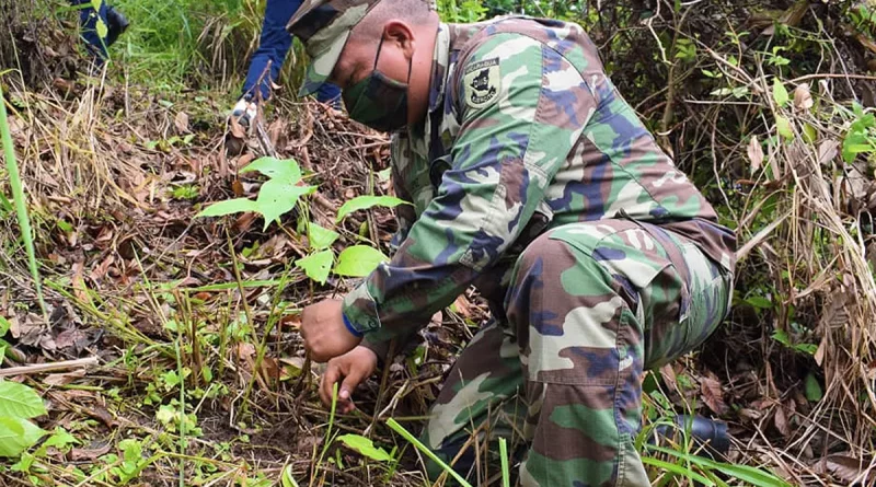 nicaragua, ejercito de Nicaragua, jornada, reforestacion