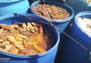 fuerza naval, ejercito de nicaragua, pepino de mar, veda de pepino de mar, puerto cabezas, costa caribe de nicaragua, pescadores de nicaragua, nicaragua, pesca, alta mar,