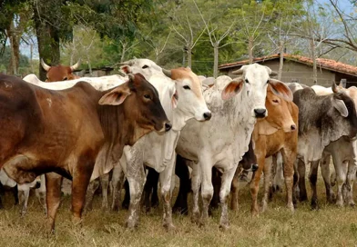 nicaragua, ganaderia, crecimiento, ganado bovino, leche, economia, crecimiento,