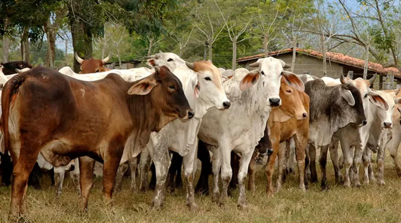 nicaragua, ganaderia, crecimiento, ganado bovino, leche, economia, crecimiento,