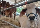 feria ganadera, managua 2023, ganado bovino, caprinos, equinos, venta de equipos, primera feria ganadero,