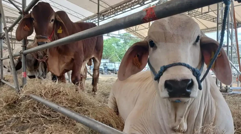 feria ganadera, managua 2023, ganado bovino, caprinos, equinos, venta de equipos, primera feria ganadero,