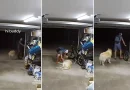 ladrón, robo, guardián, California, perro, caricias, amigo, haciéndose, termina, bicicleta, robar, casa, cochera, entrar, video, viral, redes,