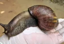 nicaragua, gigante africano, caracol,