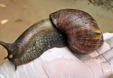 nicaragua, gigante africano, caracol,