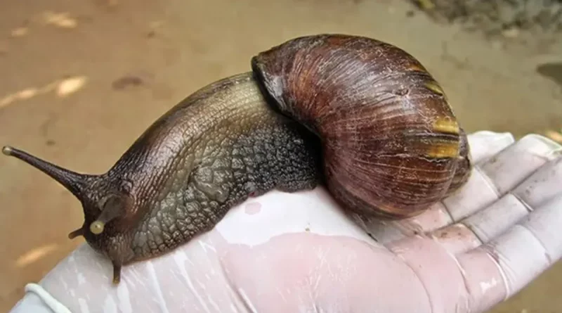 nicaragua, gigante africano, caracol,