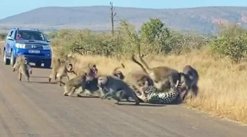 leopardo, intenta, cazar, termina, atacado, ferozmente, manada de babuinos, babuino, Sudáfrica, parque nacional Kruger, video, captura, intensa, lucha, especies, diferentes,