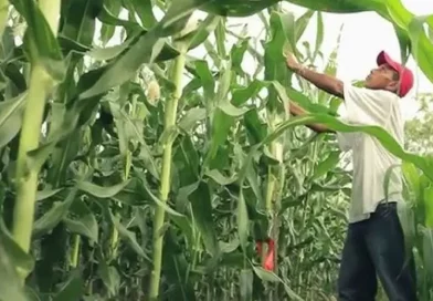 mag, ministerio agropecuario, nicaragua, productores, oficinas, cultivos