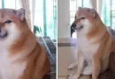 perro, perrito, cheems, muere, fallece, icónico, memes, redes, viral, shiba inu, tras luchar, cáncer,