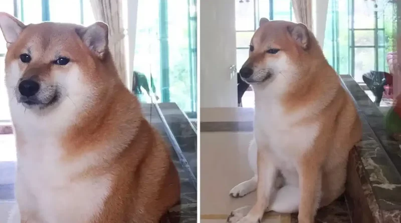 perro, perrito, cheems, muere, fallece, icónico, memes, redes, viral, shiba inu, tras luchar, cáncer,