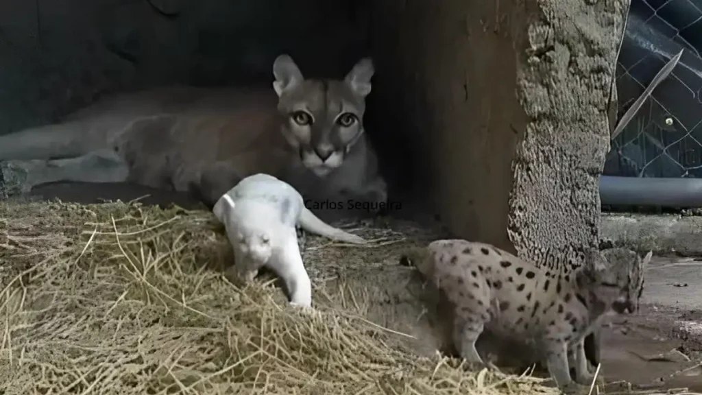 puma albino, puma blanco, nacido, zoológico, Juigalpa, Nicaragua, Chontales, Thomas Belt, rara especie, felino, variante, ejemplar, vida silvestre,