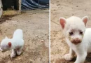 puma albino, puma blanco, nacido, zoológico, Juigalpa, Nicaragua, Chontales, Thomas Belt, rara especie, felino, variante, ejemplar, vida silvestre,