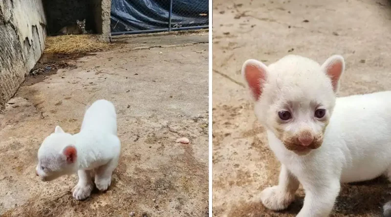 puma albino, puma blanco, nacido, zoológico, Juigalpa, Nicaragua, Chontales, Thomas Belt, rara especie, felino, variante, ejemplar, vida silvestre,