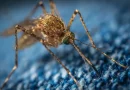 nicaragua, dengue, malaria, leptospirosis, minsa, ministerio de salud, informe epidemiologico,